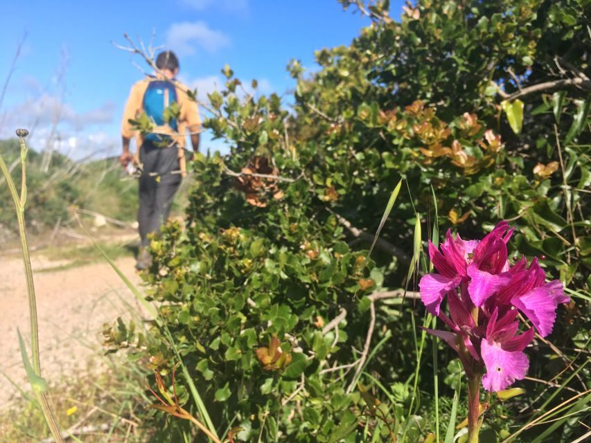 Hiking tour to Highest Limestone Cliff in Europe - Arrábida Natural Park: flora, fauna, and a real feeling of distance