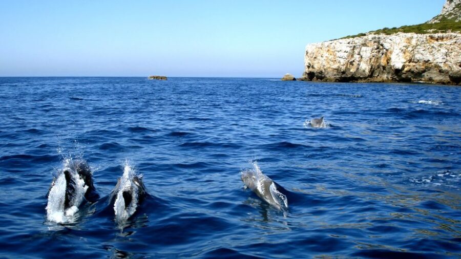 Lisbon: Arrábida Natural Park Dolphin Watching Boat Tour - Arrábida Natural Park: Why This Dolphin Tour Feels Different