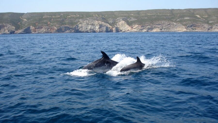 Lisbon: Arrábida Natural Park Dolphin Watching Boat Tour - Dolphin Spotting with a Naturalist Guide: What the 95% Chance Means