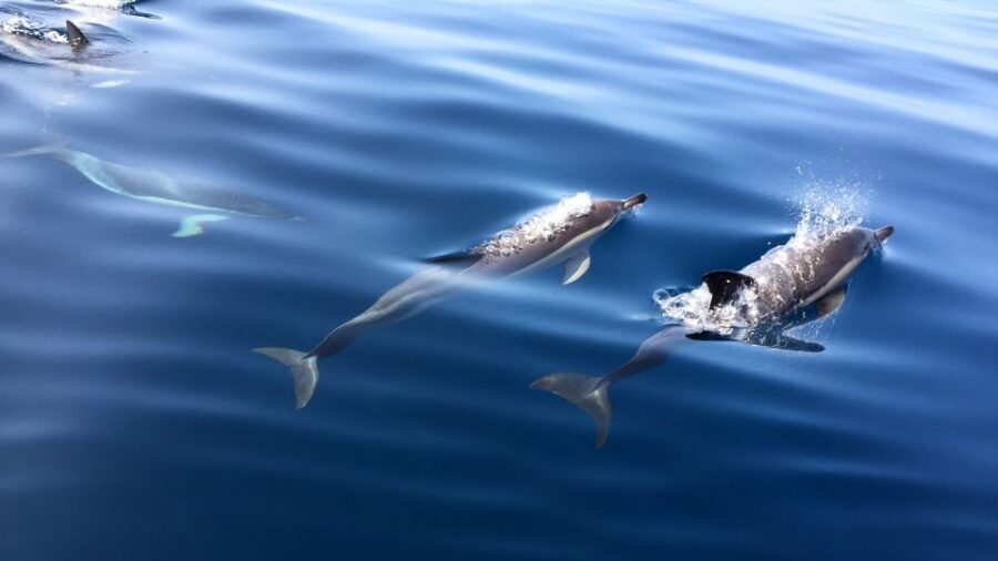 Lisbon: Arrábida Natural Park Dolphin Watching Boat Tour - Coastline Moments: Beaches, Caves, and Other Wildlife You Might Spot