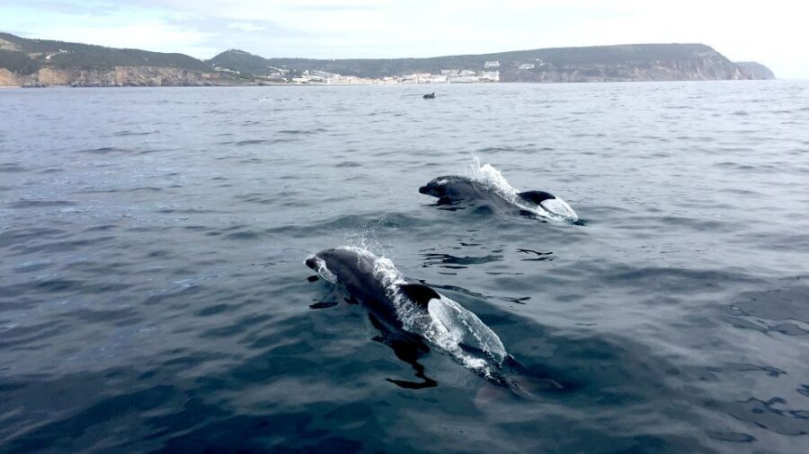 Lisbon: Arrábida Natural Park Dolphin Watching Boat Tour - Pastry, Wine, and What to Bring for a Smooth Half-Day