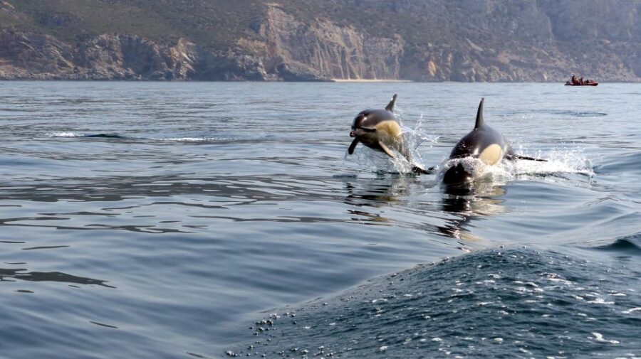 Lisbon: Arrábida Natural Park Dolphin Watching Boat Tour - Value at $58: What You’re Paying For (and Who This Fits)