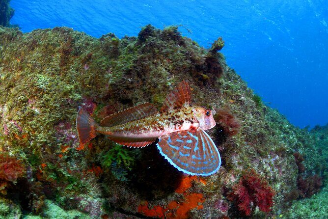 Lisbon Eco-Try Dive - Diving Baptism - Stop 1: Sesimbra and the practical basics you’ll be focused on
