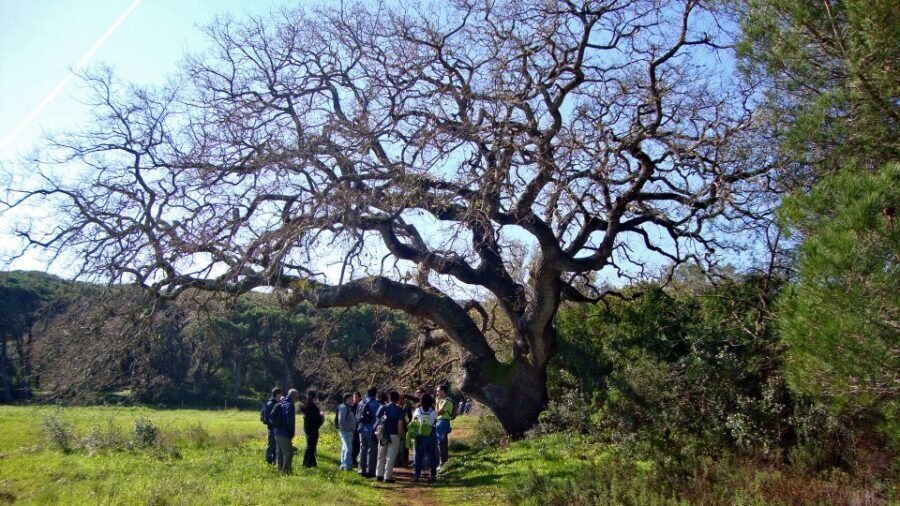 Lisbon: Hiking in Arrábida Natural Park - Pace, group feel, and how to choose your day