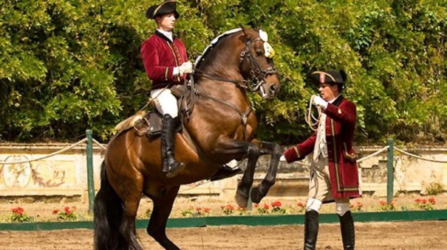 Lisbon: Morning of Equestrian Art with Lusitano Horses - The 11am–1pm rhythm: Nora Patio rehearsal vs Henrique Calado Ring