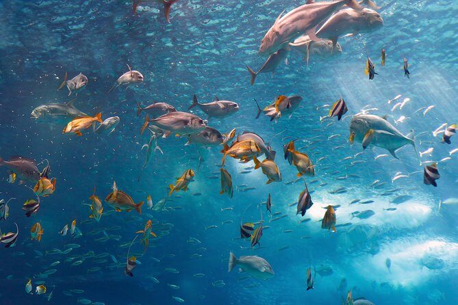 Lisbon Oceanarium and Belém and Modern Lisbon bus Hop On Hop Off Tours 48h - Belém and Modern Lisbon from the bus: how to turn routes into a plan