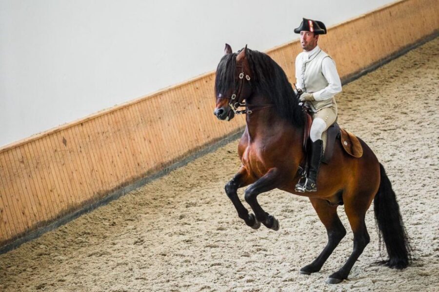 Lisbon: Portuguese Riding School Trainig with Lusitano Horse - A 3-Hour Window Into Portuguese School Discipline