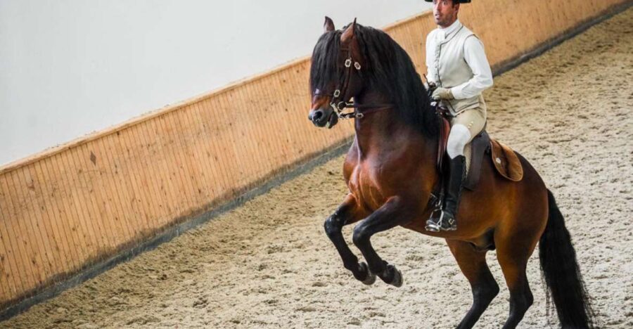 Lisbon: Portuguese Riding School Trainig with Lusitano Horse - Handlers and the Alter Real Stud Farm Connection