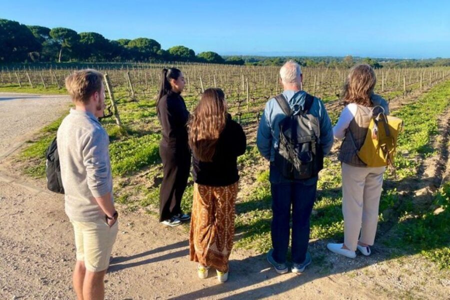 Lisbon: Private All Inclusive Setúbal & Arrábida Wine Tour - Private pickup in Lisbon, Setúbal, Sesimbra, Comporta: how the day starts