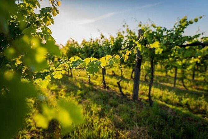 Lisbon: Private Arrábida & Comporta Wine Tour - Getting There: Lisbon Pickup and Door-to-Door Comfort