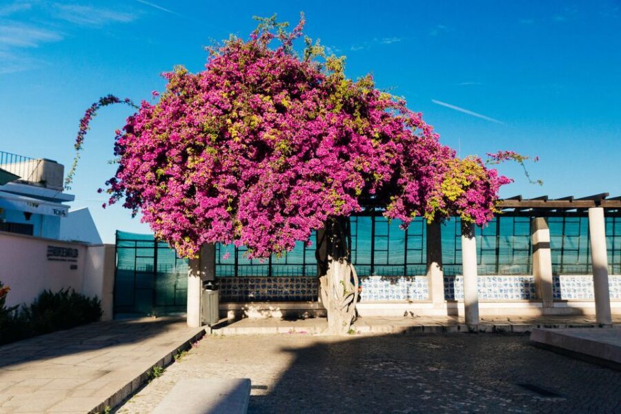 Lisbon: Private Evening Tour with Drinks & Bites in Alfama - Alfama After Dark: Why This Format Works
