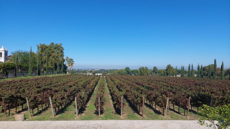 Lisbon: Private Full-Day Wine Tasting Tour in a premium car - Key things to notice before you go