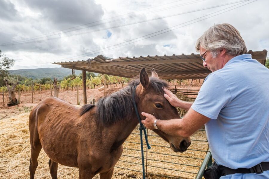 Lisbon Private Setúbal Region Wine Tasting Tour - Quinta do Alcube and Assis Lobo: When the Wines Feel Less Like a Product