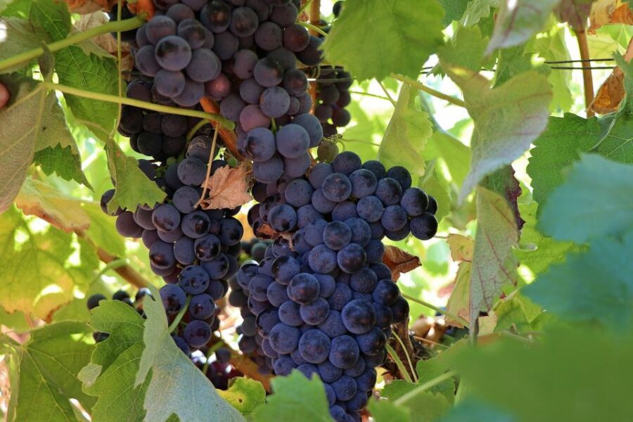 Lisbon Private Setúbal Region Wine Tasting Tour - Private Guide Perks: Asking Questions Without the Pressure
