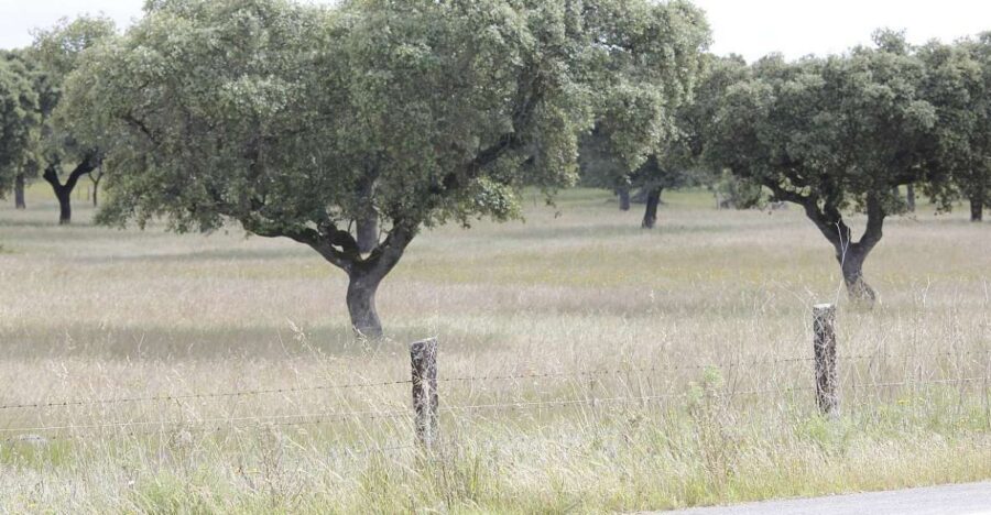 Lisbon: Private Tour to Évora and Cork Factory - Key highlights worth planning around