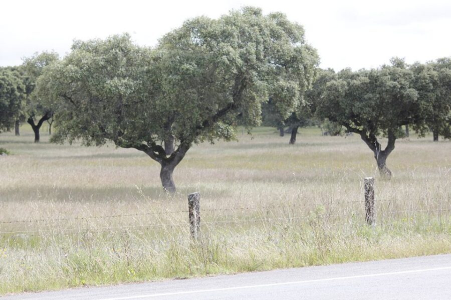 Lisbon: Private Tour to Évora and Cork Factory - Lisbon hotel pickup to Évora: why the ride is part of the tour