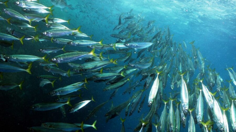 Lisbon: Snorkelling in Sesimbra/Arrábida Natural Park - Why Sesimbra and Arrábida’s marine park feels different