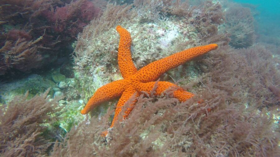 Lisbon: Snorkelling in Sesimbra/Arrábida Natural Park - Quick rules and checklist so your day stays smooth