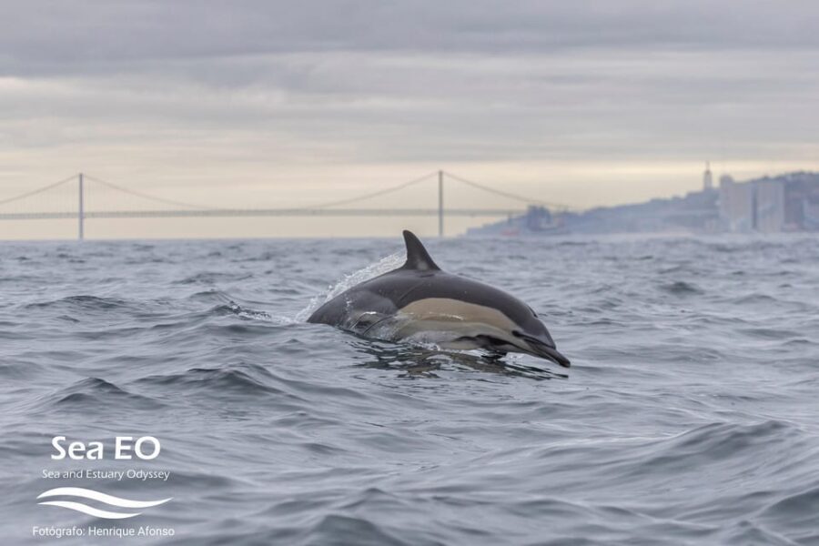 Lisbon: Speedboat Trip to Bugio Lighthouse - Who This Trip Fits Best