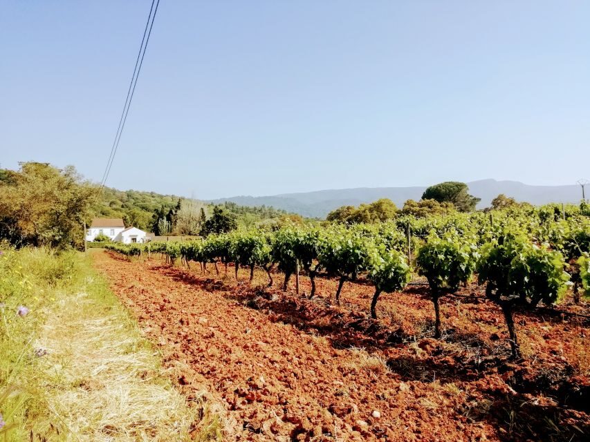Lisbon: Surf or Bodyboard and Wine Tasting - Arrábida Natural Park: Protected Views with Historical Stops