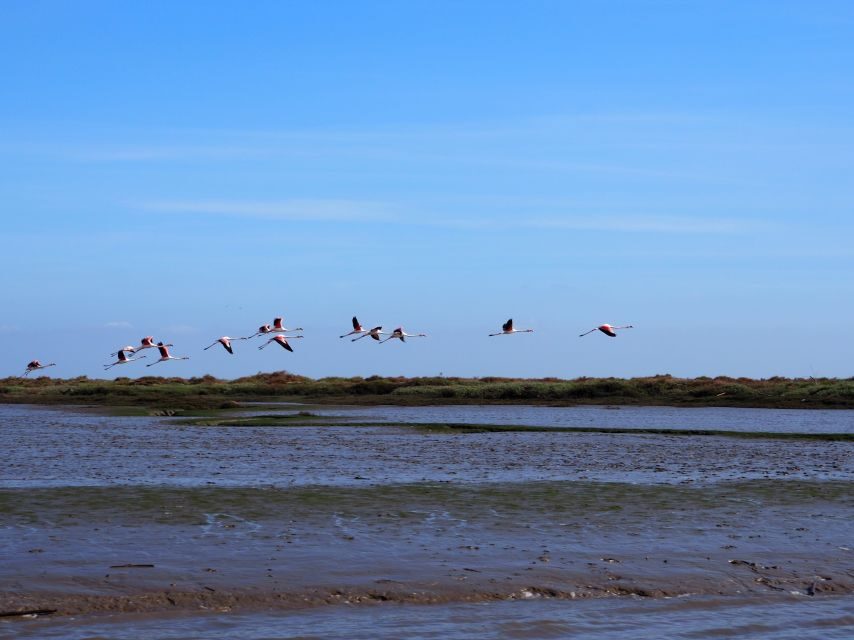 Lisbon: Tagus Estuary Nature Reserve Birdwatching Boat Tour - Getting started at Onda Luso-Americana (and what you’ll likely feel right away)