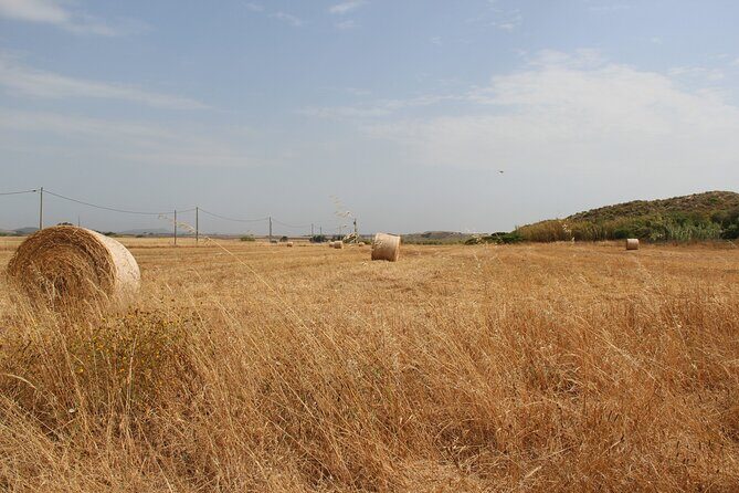 Lisbon to Evora: Cork Factory Visit and Wine Tour + hotel pick-up - Lisbon to Évora: what an 8–9 hour day trip is really like