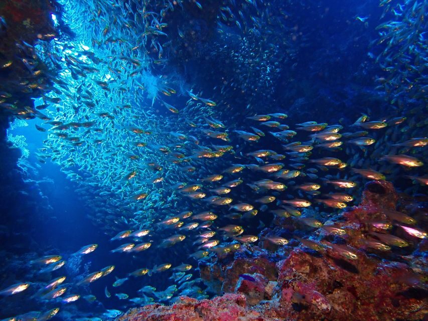Lisbon: Try Dive in Arrábida Marine Reserve Setubal Sesimbra - Your adaptation session: breathing underwater and clearing your mask