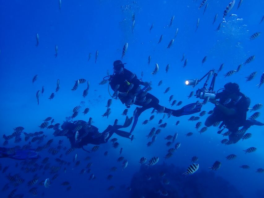 Lisbon: Try Dive in Arrábida Marine Reserve Setubal Sesimbra - Safety notes you should not skip: who this is not for