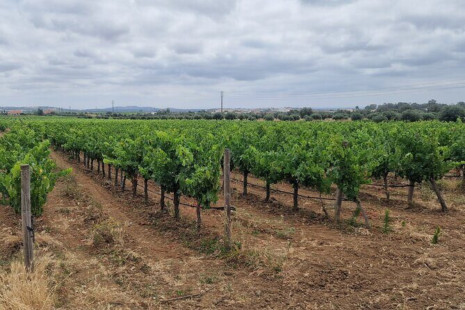 Lisbon Wine Tour: Azeitao, Setubal and Arrabida and Hotel Pickup - Azeitão cellar tasting: the sweet spot for wine lovers