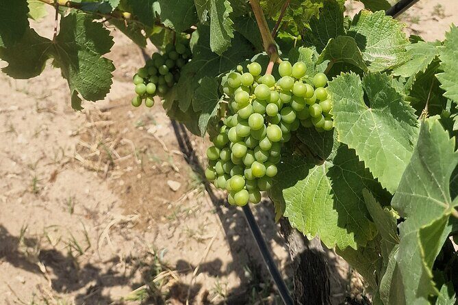 Lisbon Wine Tour: Azeitao, Setubal and Arrabida and Hotel Pickup - Lunch is not included, so plan around that break
