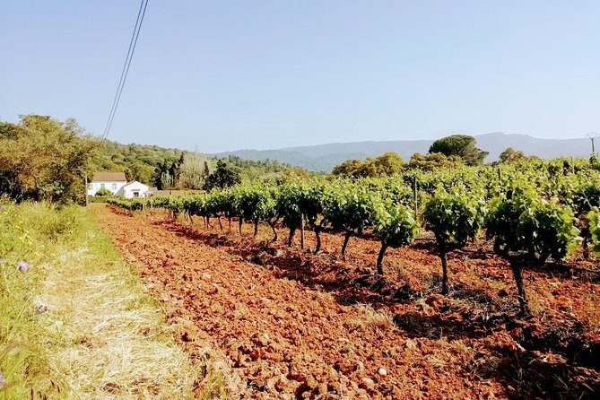 Lisbon´s South Sights & Wine Private Tour - Parque Natural da Arrábida: forest-to-coast views that feel like a real getaway