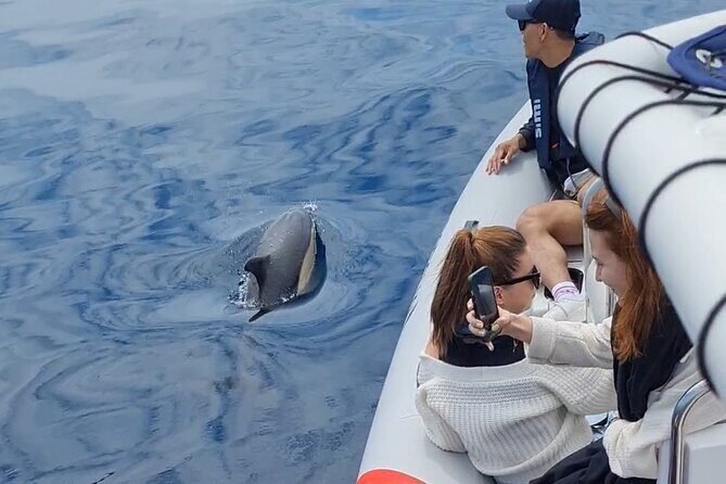 Meet the Lisbon Dolphins - Dolphin Watching in Lisbon - Wildlife odds: dolphins, porpoises, and the good-day bonuses