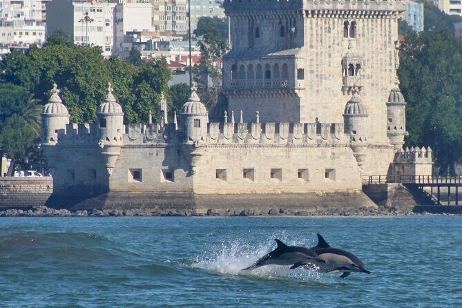 Meet the Lisbon Dolphins - Dolphin Watching in Lisbon - Price and value: what $78.61 buys you