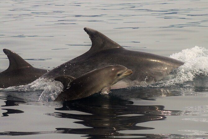 Meet the Lisbon Dolphins - Dolphin Watching in Lisbon - Who this tour suits best (and who should think twice)