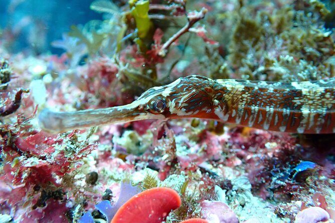 Open Water Diver Course in Arrabida Natural Park (Near Lisbon) - What the water time feels like in Arrábida