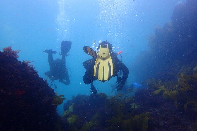 Open Water Diver Course in Arrabida Natural Park (Near Lisbon) - Meeting point and timing: starting strong at 10:00 am