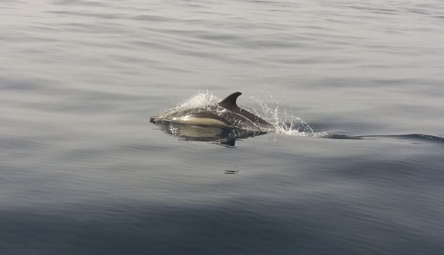 Peniche: Dolphin Route Boat Trip - From Peniche Marina: how this 2-hour outing feels