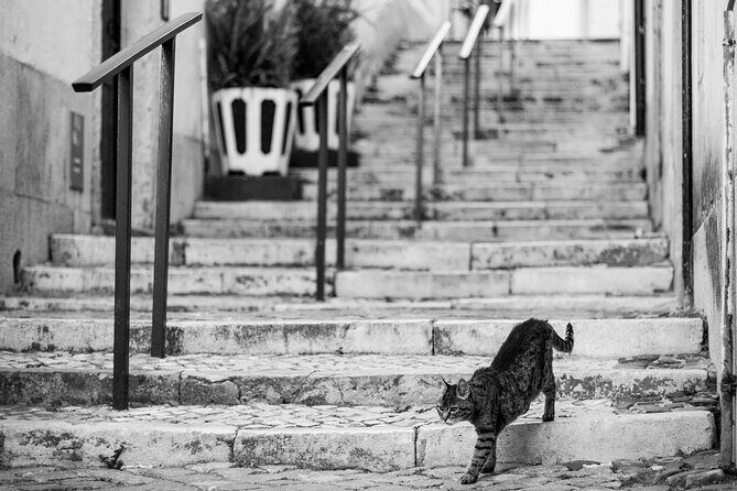 Photography Workshop-Tour in Alfama - Lisbon - Start at Jardim Botto Machado: Coffee, Cameras, and a Plan