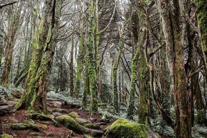Private Evening Walk Inside the Forest: "Sintra Mountains Inbetween Wolves" - Timing: why sunset and the Atlantic viewpoint are built in