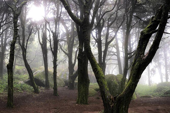 Private Evening Walk Inside the Forest: "Sintra Mountains Inbetween Wolves" - Stop 2: returning to Sintra Station, with the forest still in your head