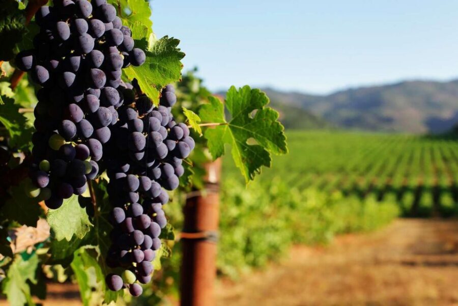 Private Lisbon Arrábida Wine Tour: Culture, Scenery & Wines - Private Lisbon to Arrábida: what you’re really buying with this day