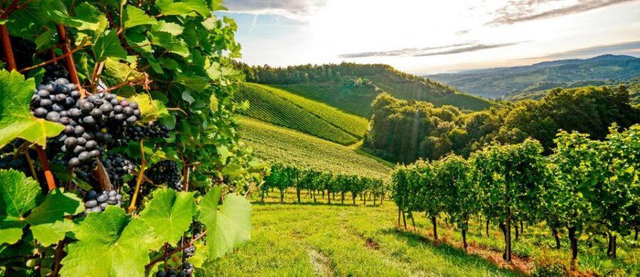 Private Lisbon Arrábida Wine Tour: Culture, Scenery & Wines - Lunch break in Azeitão: time to eat like locals, or just reset