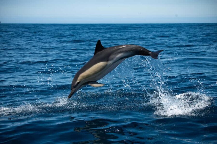 Sesimbra: Arrábida Dolphin Watching Boat Tour with Biologist - The first on-water phase: Sesimbra + a safety briefing that actually helps