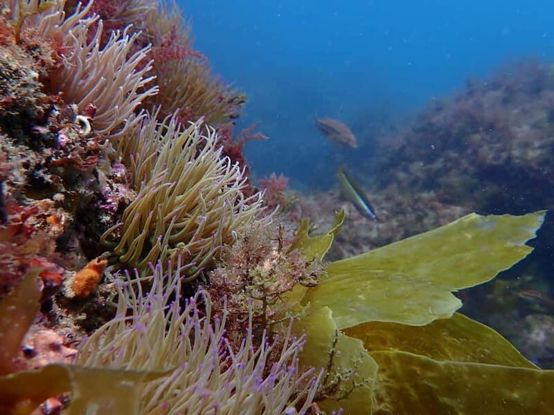 Sesimbra: Arrábida Marine Reserve Scuba Diving Experience - What to bring (and what you’ll miss if you forget it)