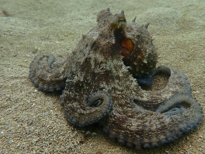 Sesimbra: Arrábida Marine Reserve Scuba Diving Experience - Who this experience suits best (and who should skip it)