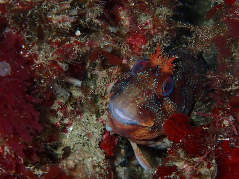 Sesimbra: Arrábida Marine Reserve Scuba Diving Experience - Should you book this Sesimbra first-timer scuba session?