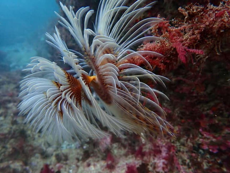Sesimbra: Arrábida Marine Reserve Scuba Diving Experience - Meeting at Clube Naval de Sesimbra: how to find the right starting spot