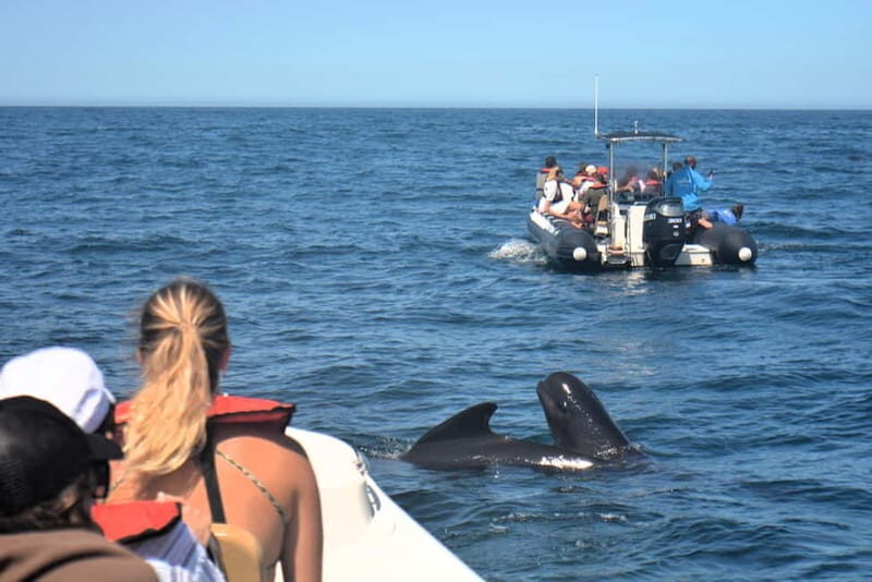 Sesimbra: Dolphin Watching Boat Tour with Biologist Guide - Check-in at Bolhas: safety first, then the search