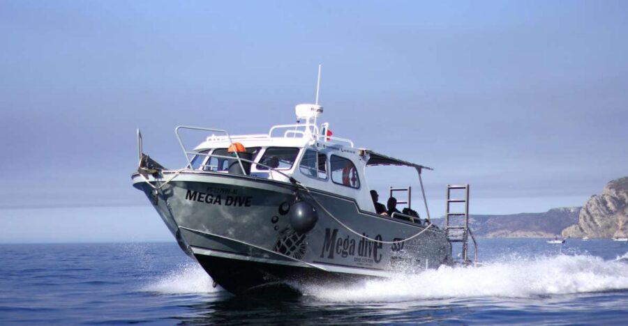 Sesimbra: Dolphin Watching with a marine biologist - Key highlights worth planning for