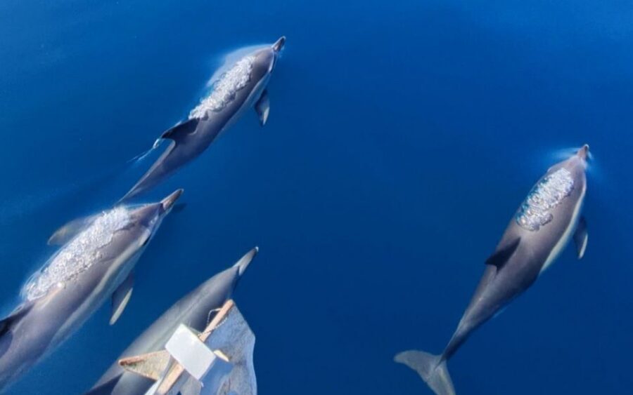 Sesimbra: Dolphin Watching with a marine biologist - From Mega Dive in Sesimbra to the marine park edge